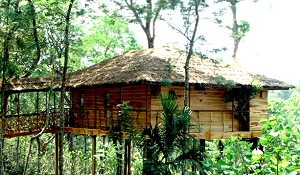 Vythiri Tree House