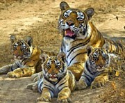 Sariska-Tiger-Rajasthan-India